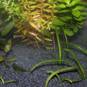 JBL Sansibar DARK Schwarzer Bodengrund für Süß- und Meerwasser-Aquarien – Bild 2