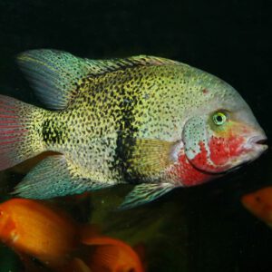 JBL PRONOVO CICHLID GRANO M Click Granulat für mittelgroße Buntbarsche – Bild 3
