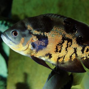 JBL PRONOVO CICHLID GRANO M Click Granulat für mittelgroße Buntbarsche – Bild 2