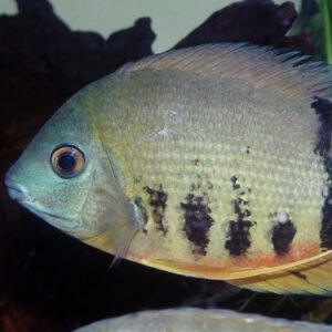 JBL PRONOVO CICHLID GRANO M Click Granulat für mittelgroße Buntbarsche – Bild 4