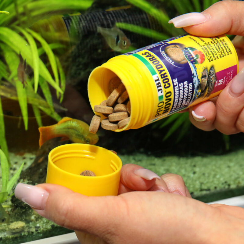 JBL PRONOVO CORYDORAS TAB M 250 ml Futtertabletten für Panzerwelse – Bild 5